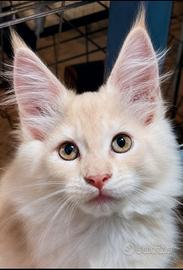 Cuccioli Maine Coon varie età e colori