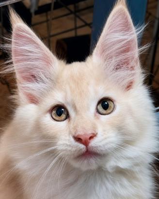 Cuccioli Maine Coon varie età e colori