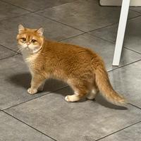 British femmina black golden