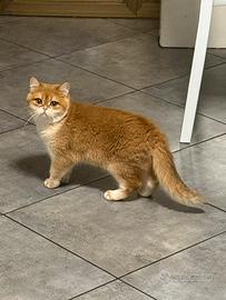 British femmina black golden