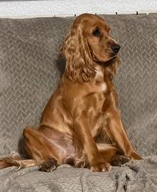 Cocker spaniel inglese