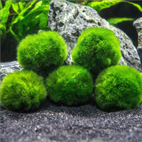 Pianta Marimo