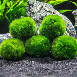 Pianta Marimo
