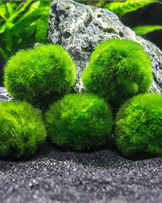 Pianta Marimo