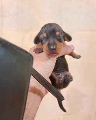 Cuccioli di bassotto tedesco nano