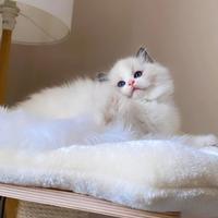Cuccioli ragdoll