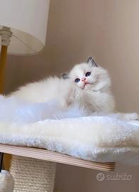 Cuccioli ragdoll