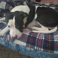 Cucciolo di Pitbull e amstaff