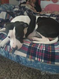 Cucciolo di Pitbull e amstaff