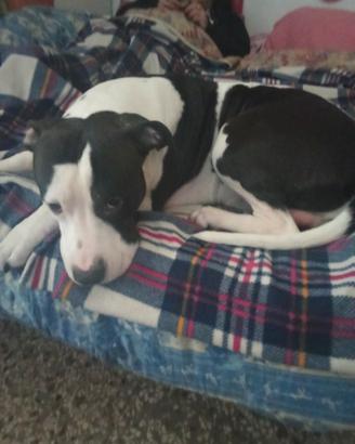 Cucciolo di Pitbull e amstaff