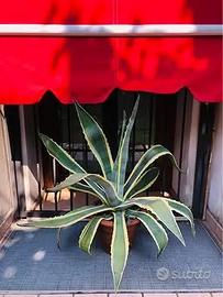 Agave Americana