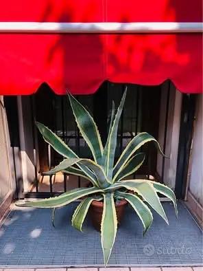 Agave Americana