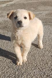 Cucciolo di cane gratis