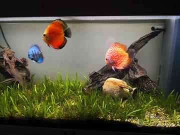 Acquario bianco juwel rio 180 litri