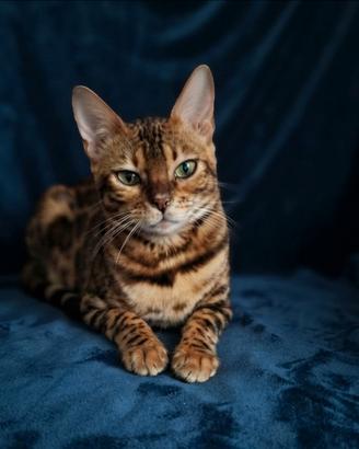 Gatto Bengala Femmina