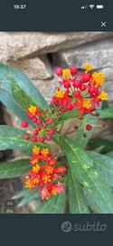 Piante asclepias curassavica