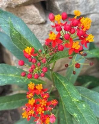 Piante asclepias curassavica