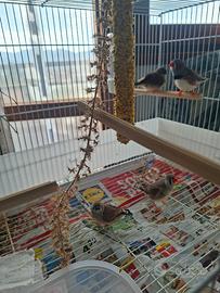 Coppia di diamantini