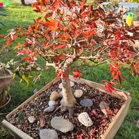 Prebonsai acero palmato