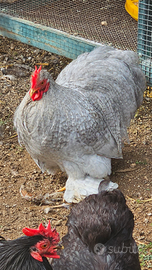 Cocincina nana sparviero grigio