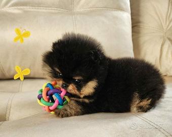 Spitz tedesco nano pomerania MASCHIO 2 mesi