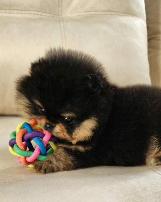 Spitz tedesco nano pomerania MASCHIO 2 mesi