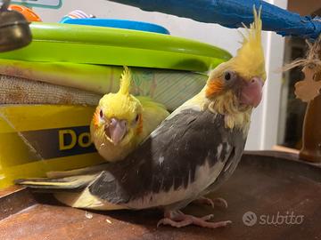 Calopsite allevate a mano