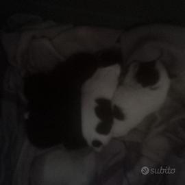 Cani gua sverzati