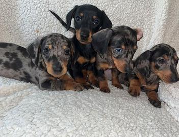 Cuccioli bassotti M e F