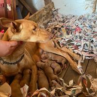 Cuccioli di Cirneco dell'Etna