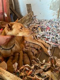 Cuccioli di Cirneco dell'Etna