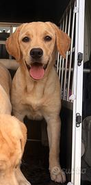 Labrador pedigree