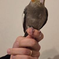 Calopsite maschio allevato a mano