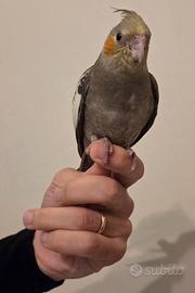 Calopsite maschio allevato a mano