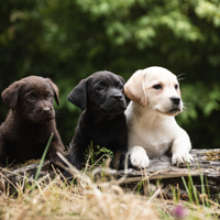 Cuccioli Labrador