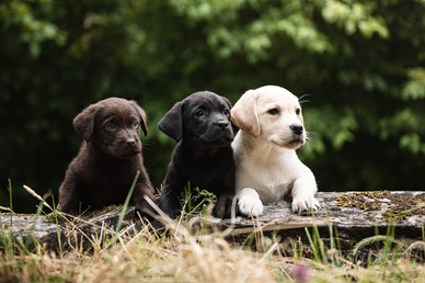 Cuccioli Labrador