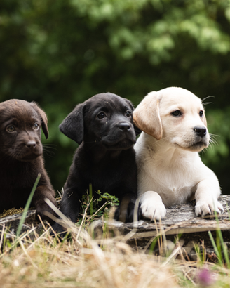 Cuccioli Labrador