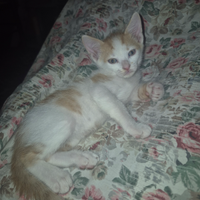 Cucciolo Turco Van