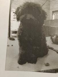 Barboncino piccola taglia