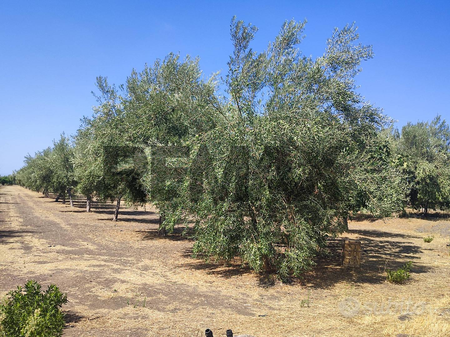 Terreno - Motta Sant'Anastasia - Vista 3