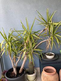 Albero yucca