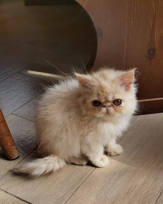 Gatti persiani