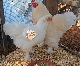 Coppia Brahma Total White