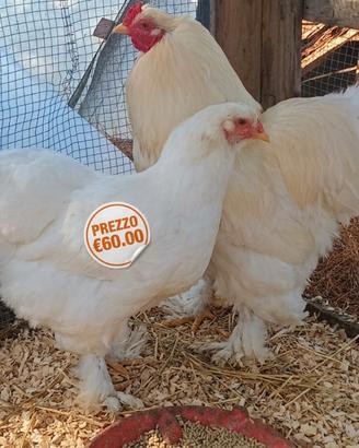 Coppia Brahma Total White