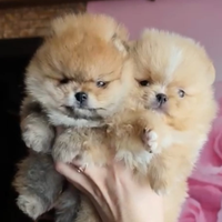 Spitz di Pomerania nano