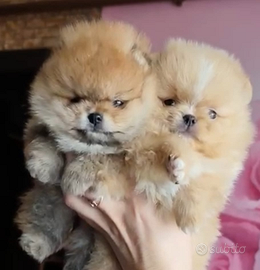 Spitz di Pomerania nano