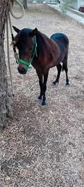 Puledra di pony