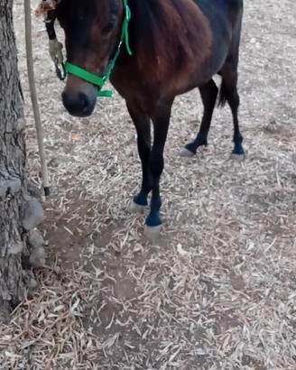 Puledra di pony