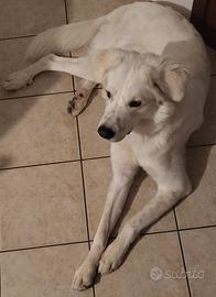 Pastore Maremmano Abbruzzese