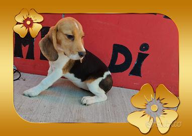 Beagle pedigree ENCI 